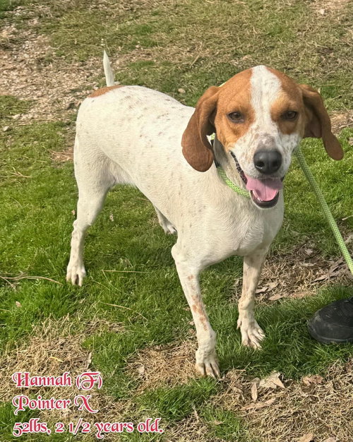 Hannah, an adoptable Pointer in LEBANON, CT