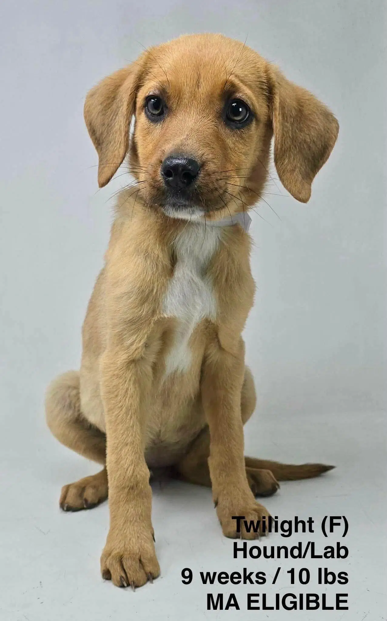 Twilight - Redbone Coonhound