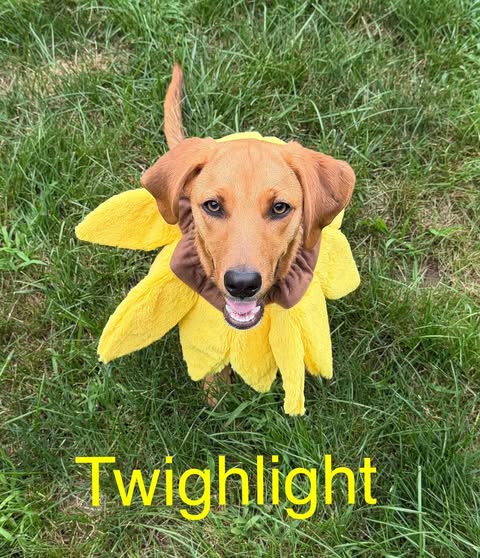 Photo 5 of TWILIGHT