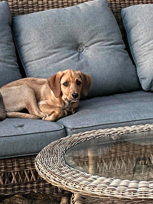 TOMMY LEE, an adoptable Redbone Coonhound in LEBANON, CT