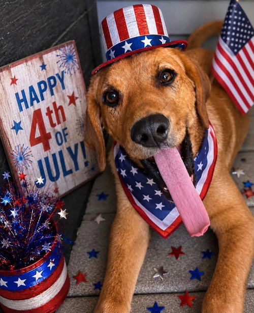 TOMMY LEE, an adoptable Redbone Coonhound in LEBANON, CT