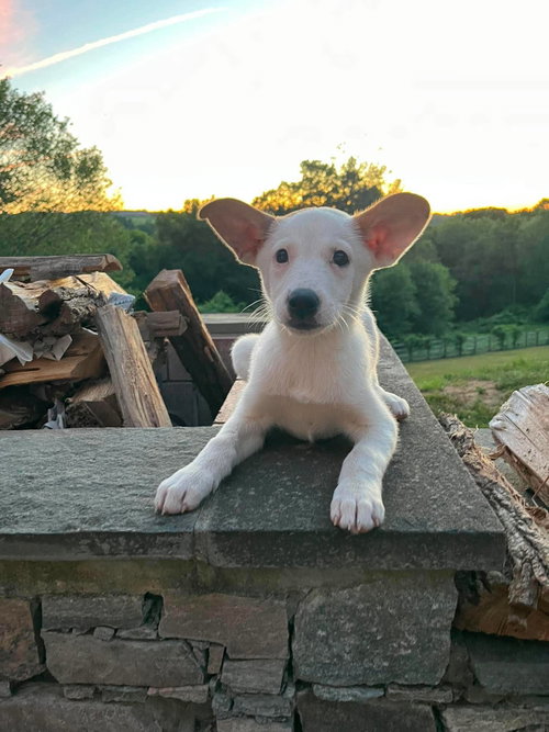 OLIVE, an adoptable Terrier in LEBANON, CT