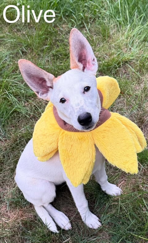 Photo 2 of OLIVE