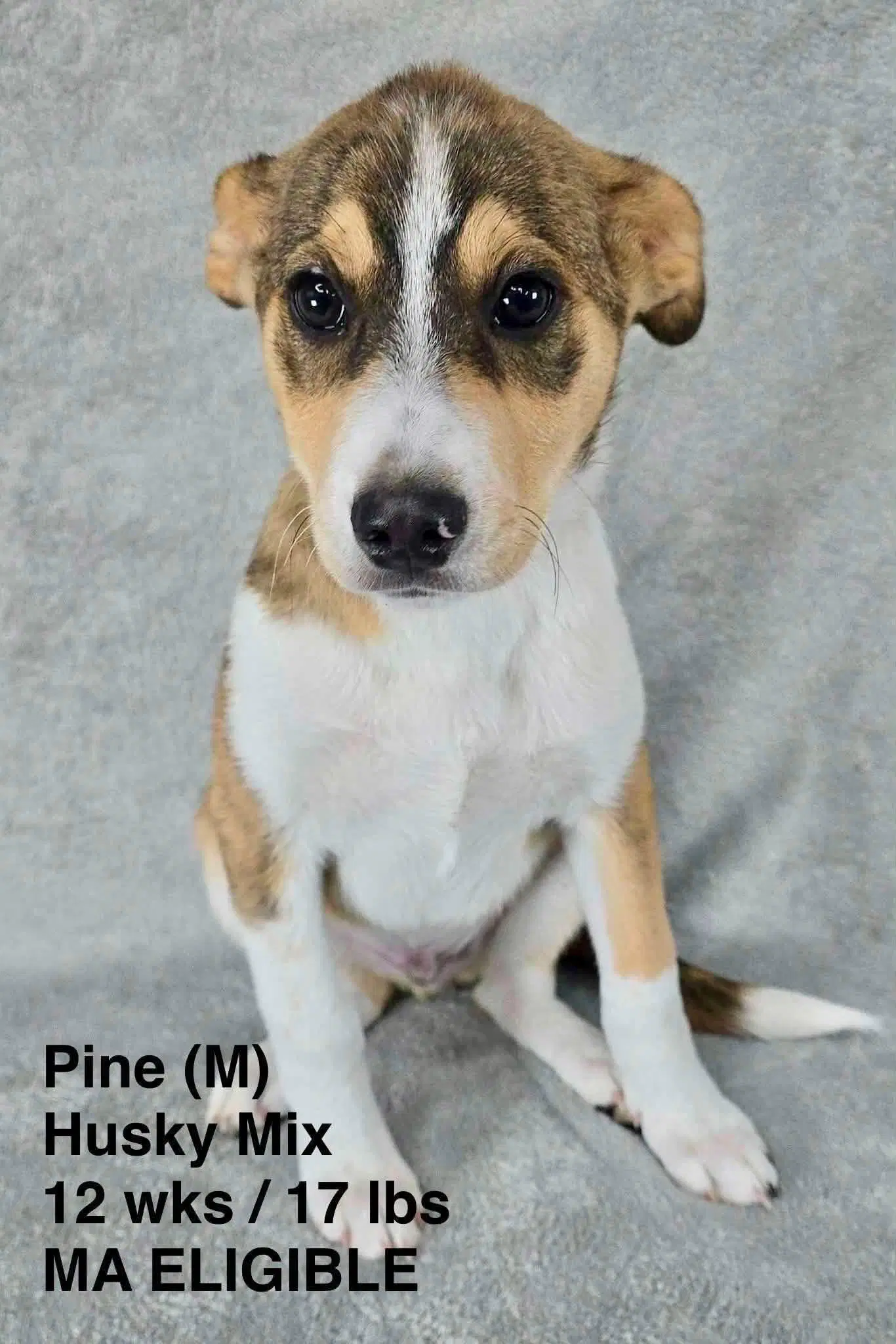 Pine - Husky