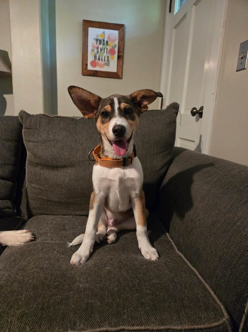 PINE, an adoptable Husky in LEBANON, CT
