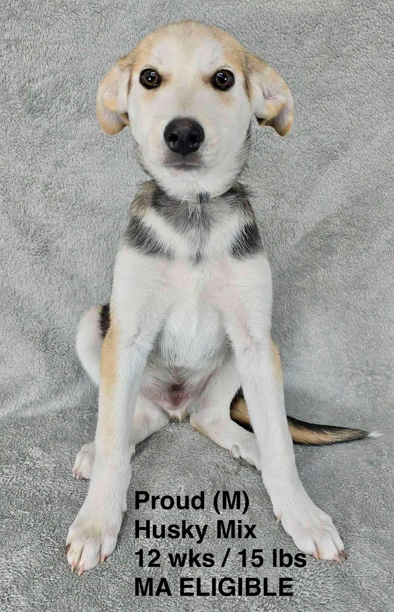 Proud - Husky