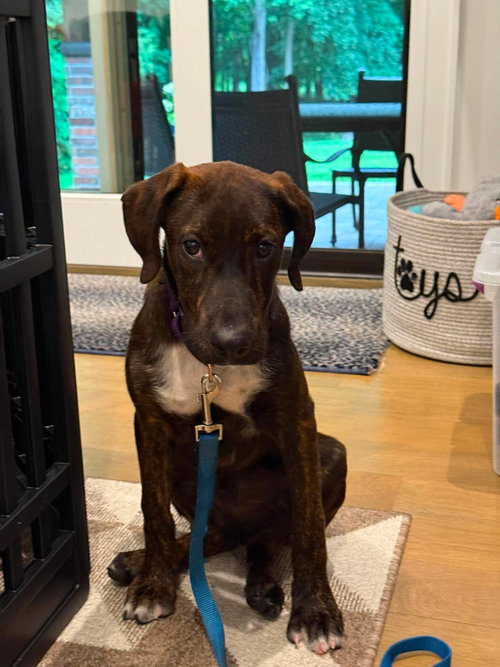 JUST A GAME, an adoptable Labrador Retriever in LEBANON, CT