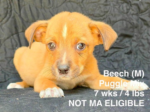 BEECH, an adoptable Pug in LEBANON, CT