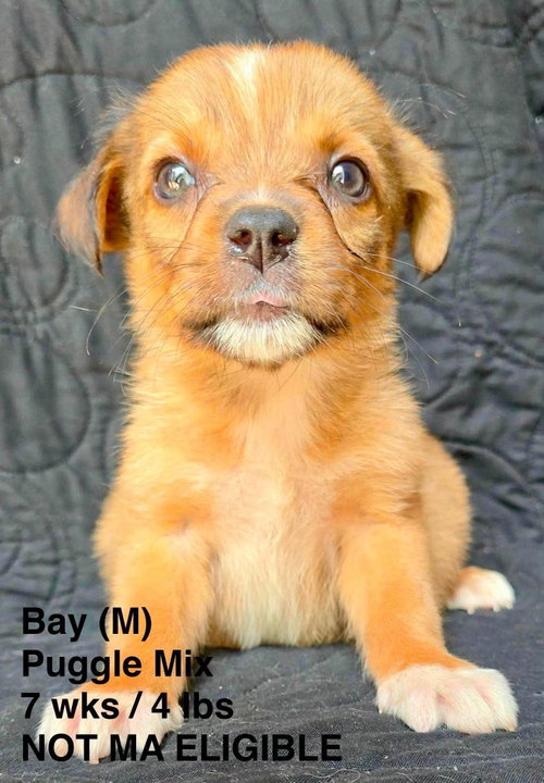 BAY, an adoptable Pug in LEBANON, CT