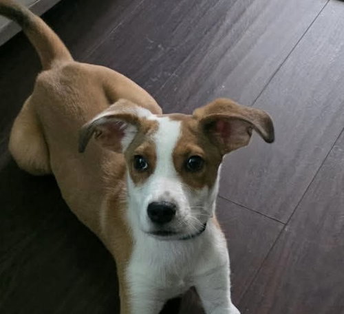 BASIL, a dog for adoption from East Coast Canine Rescue
