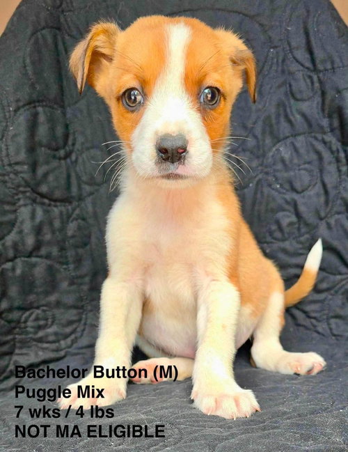 BACHELOR BUTTON, an adoptable Pug in LEBANON, CT