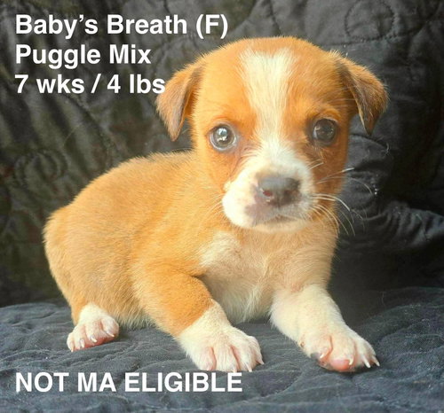 BABY’S BREATH, an adoptable Pug in LEBANON, CT