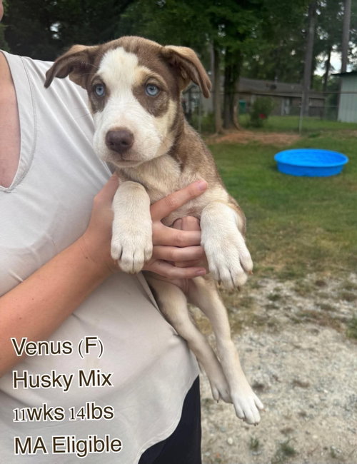 VENUS, an adoptable Husky in LEBANON, CT