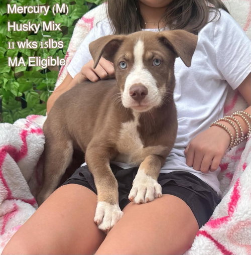 MERCURY, an adoptable Husky in LEBANON, CT