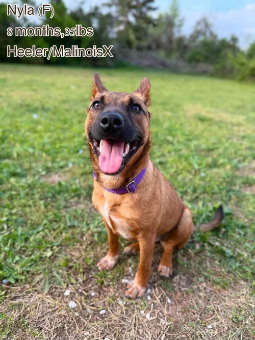 Nyla, an adoptable Australian Cattle Dog in LEBANON, CT