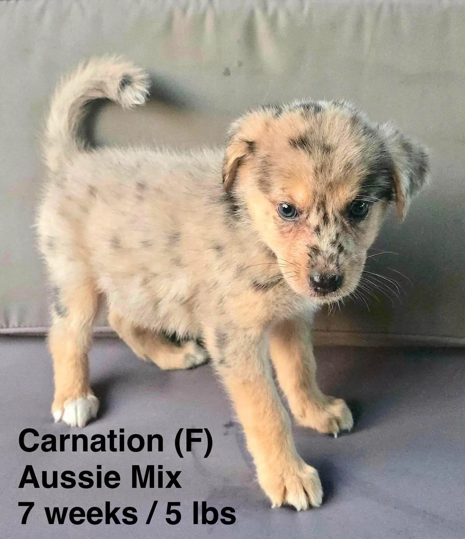 Carnation - Australian Shepherd