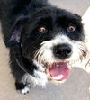 adoptable Dog in  named OREO