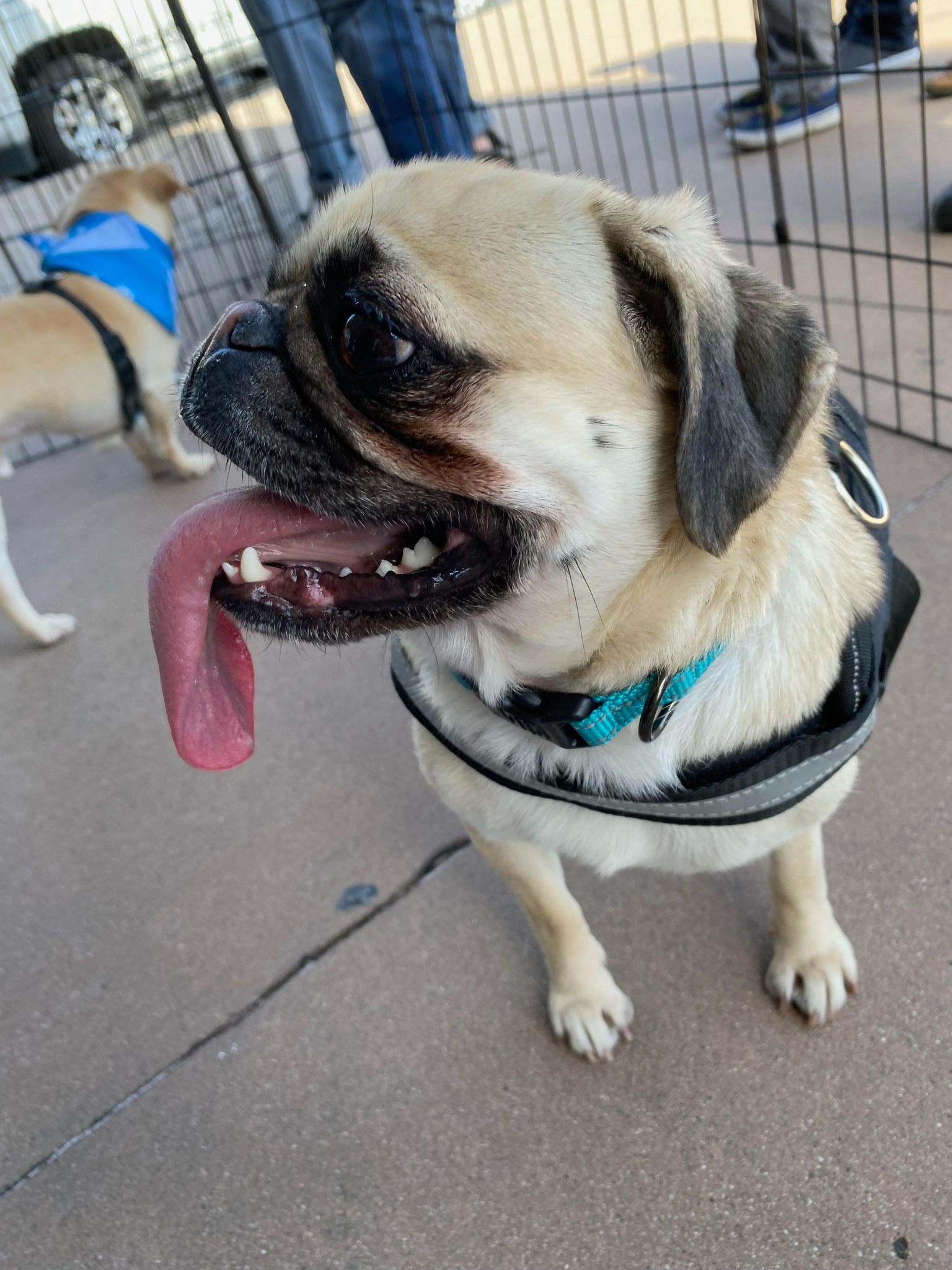 adoptable Dog in La Verne, CA named OPAL