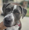 adoptable Dog in  named GREYCIE