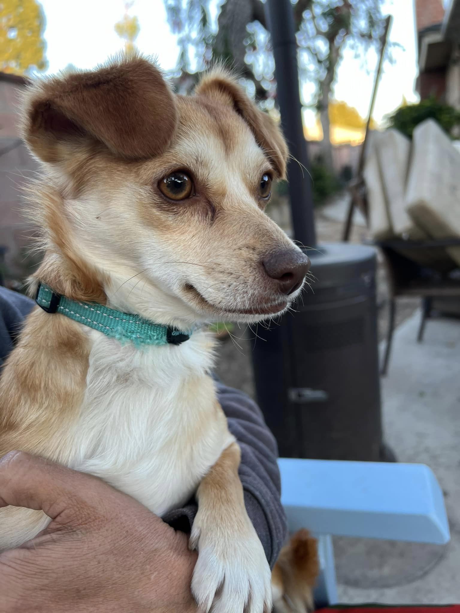 adoptable Dog in La Verne, CA named AUTUMN