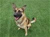 adoptable Dog in corona, CA named BUCK