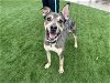 adoptable Dog in corona, CA named KINGSTON