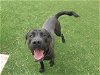 adoptable Dog in corona, CA named SMOKEY