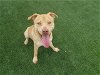 adoptable Dog in corona, CA named CRASH