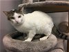 adoptable Cat in corona, CA named A149819