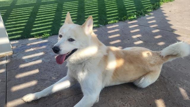 adoptable Dog in Corona, CA named MOWGLI