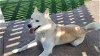 adoptable Dog in corona, CA named MOWGLI