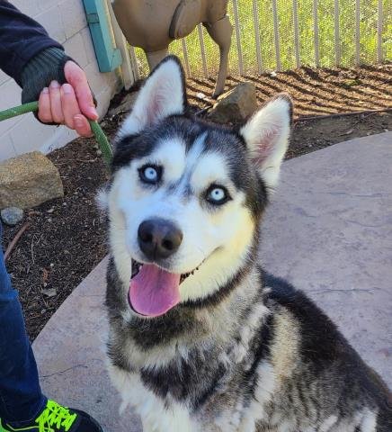 adoptable Dog in Corona, CA named RICO