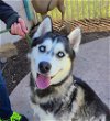 adoptable Dog in corona, CA named RICO