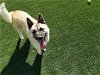 adoptable Dog in corona, CA named BRONX