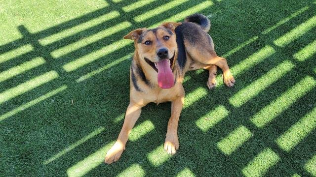 adoptable Dog in Corona, CA named BLAKE