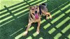 adoptable Dog in corona, CA named BLAKE