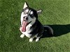 adoptable Dog in corona, CA named DAL