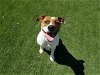 adoptable Dog in corona, CA named GILL