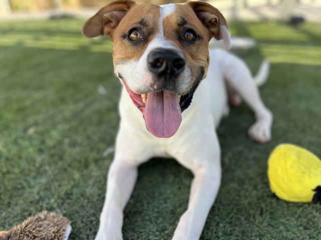 adoptable Dog in Corona, CA named GILL