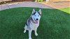 adoptable Dog in corona, CA named CHIP