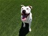 adoptable Dog in corona, CA named PETEY