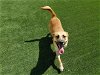 adoptable Dog in corona, CA named TITO