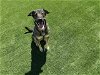 adoptable Dog in corona, CA named TILLY