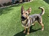 adoptable Dog in corona, CA named SIERRA