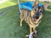 adoptable Dog in Corona, CA named SIERRA