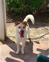 adoptable Dog in corona, CA named HAZEL