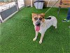 adoptable Dog in corona, CA named COWGIRL