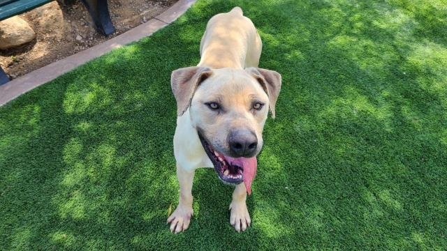 adoptable Dog in Corona, CA named BIGGIE SMALLS