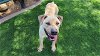 adoptable Dog in corona, ca, CA named BIGGIE SMALLS