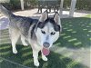 adoptable Dog in corona, CA named ROCKY